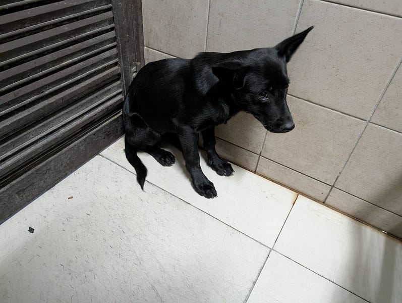 【待認養】混種犬 狗 (女生) - 高雄市燕巢動物保護關愛園區