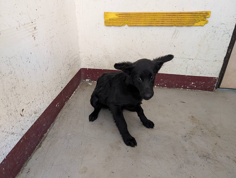 【待認養】混種犬 狗 (女生) - 高雄市燕巢動物保護關愛園區