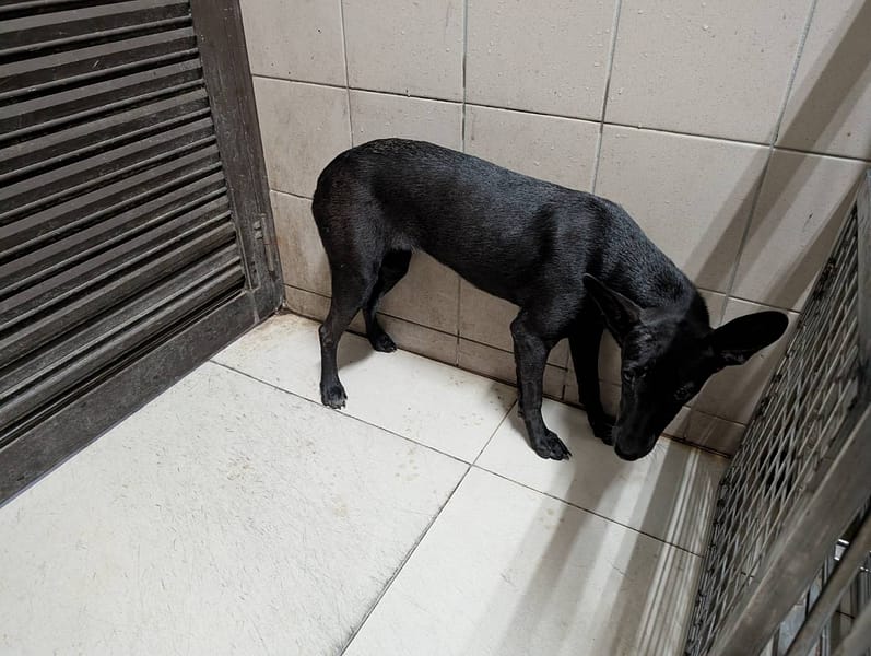 【待認養】混種犬 狗 (女生) - 高雄市燕巢動物保護關愛園區