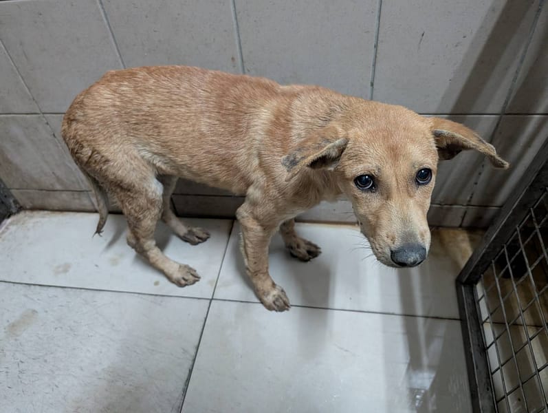 【待認養】混種犬 狗 (女生) - 高雄市燕巢動物保護關愛園區