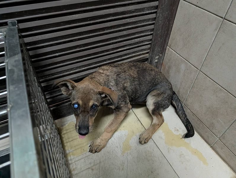 【待認養】混種犬 狗 (女生) - 高雄市燕巢動物保護關愛園區