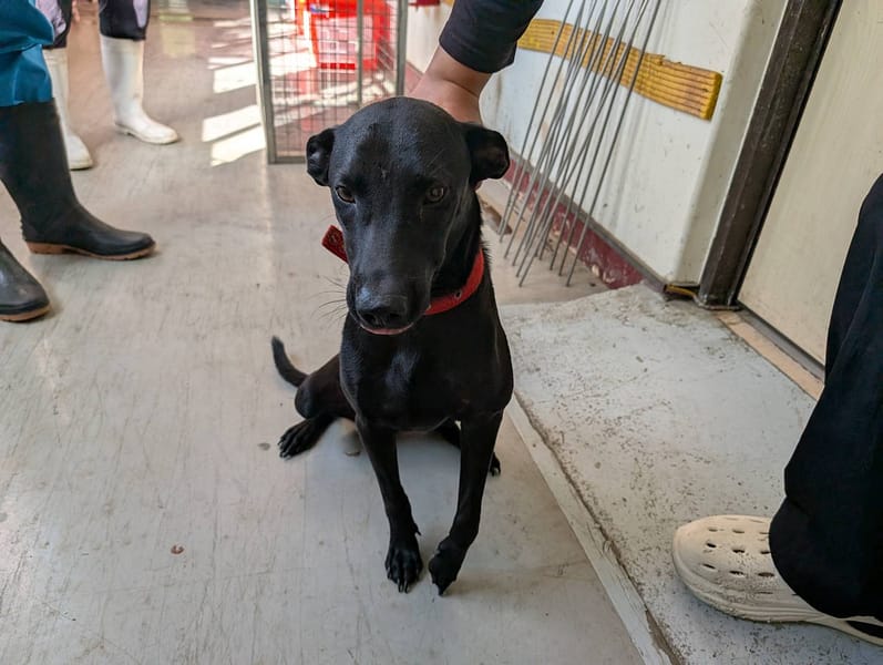 【待認養】混種犬 狗 (女生) - 高雄市燕巢動物保護關愛園區
