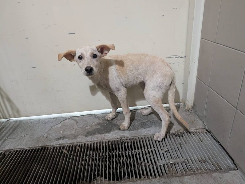 【待認養】混種犬 狗 (男生) - 高雄市燕巢動物保護關愛園區