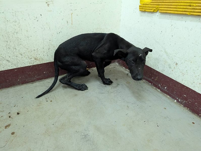 【待認養】混種犬 狗 (女生) - 高雄市燕巢動物保護關愛園區