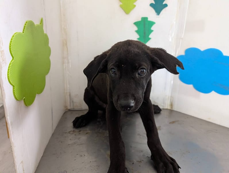 【待認養】混種犬 狗 (男生) - 高雄市燕巢動物保護關愛園區