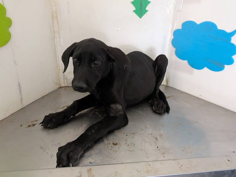 【待認養】混種犬 狗 (男生) - 高雄市燕巢動物保護關愛園區