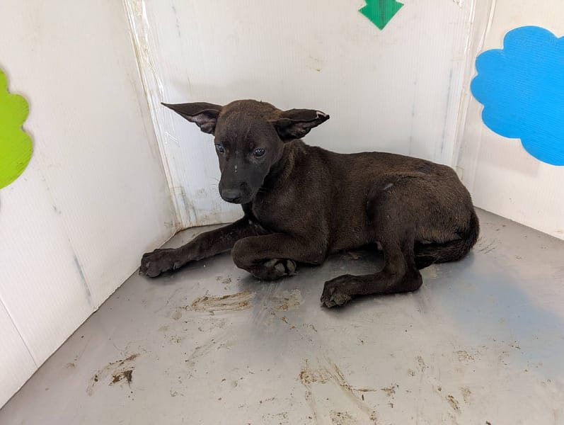 【待認養】混種犬 狗 (男生) - 高雄市燕巢動物保護關愛園區