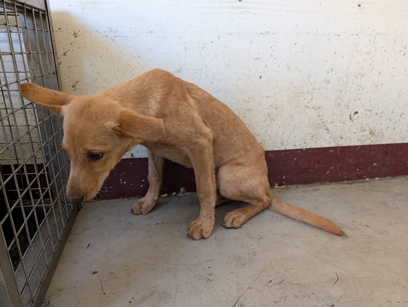【待認養】混種犬 狗 (男生) - 高雄市燕巢動物保護關愛園區