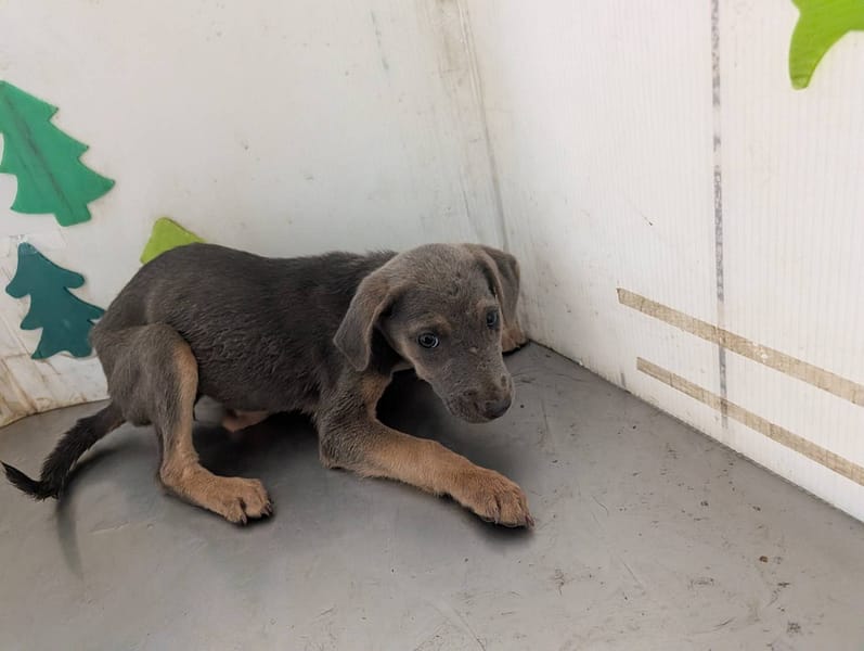 【待認養】混種犬 狗 (女生) - 高雄市燕巢動物保護關愛園區