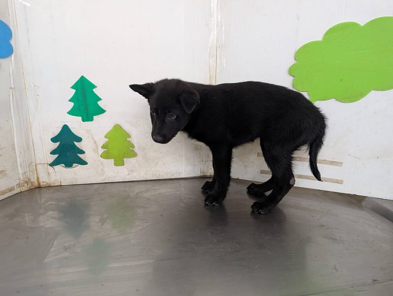 【待認養】混種犬 狗 (女生) - 高雄市燕巢動物保護關愛園區