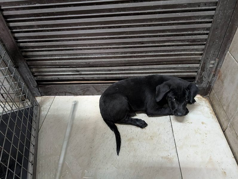 【待認養】混種犬 狗 (女生) - 高雄市燕巢動物保護關愛園區