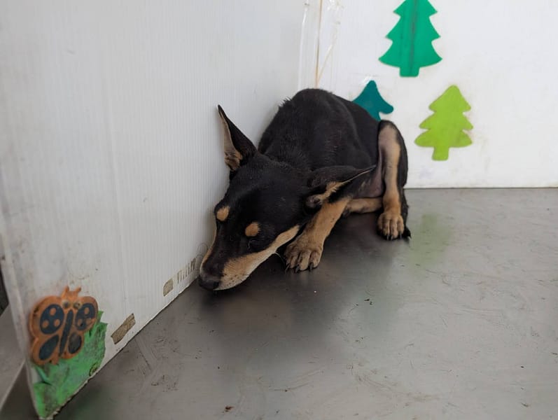【待認養】混種犬 狗 (女生) - 高雄市燕巢動物保護關愛園區