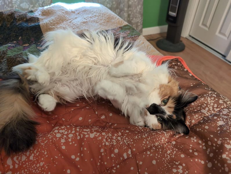 庫柏帝緬因商行