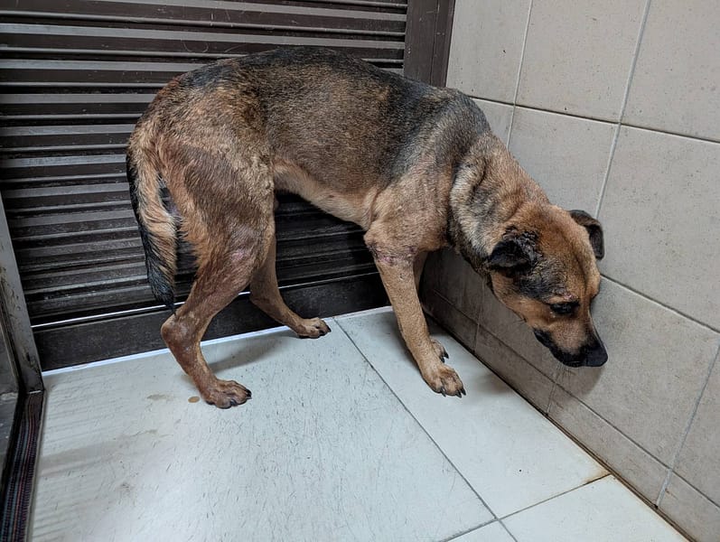 【待認養】混種犬 狗 (男生) - 高雄市燕巢動物保護關愛園區