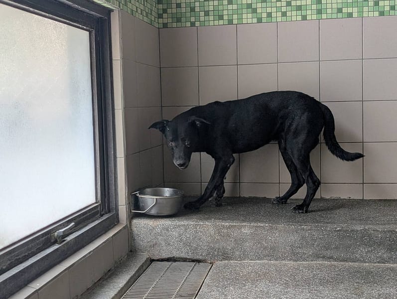 【待認養】混種犬 狗 (男生) - 高雄市燕巢動物保護關愛園區