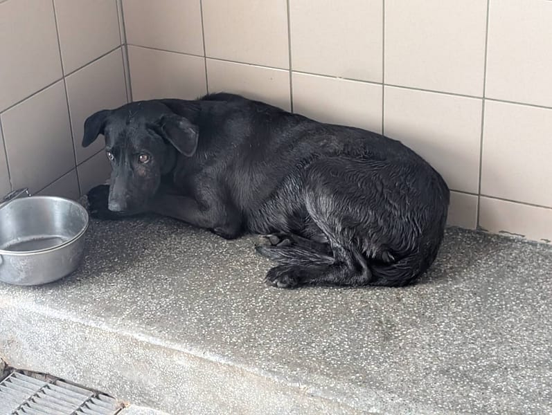 【待認養】混種犬 狗 (男生) - 高雄市燕巢動物保護關愛園區