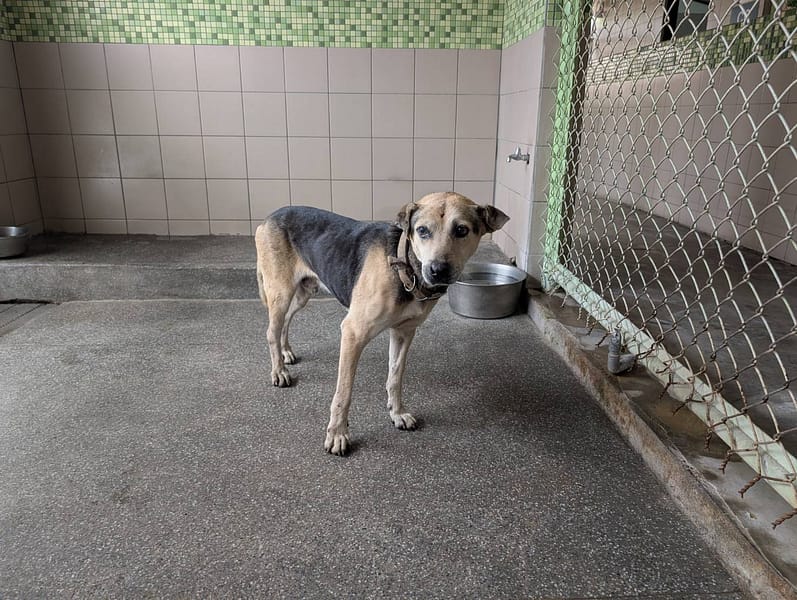【待認養】混種犬 狗 (男生) - 高雄市燕巢動物保護關愛園區