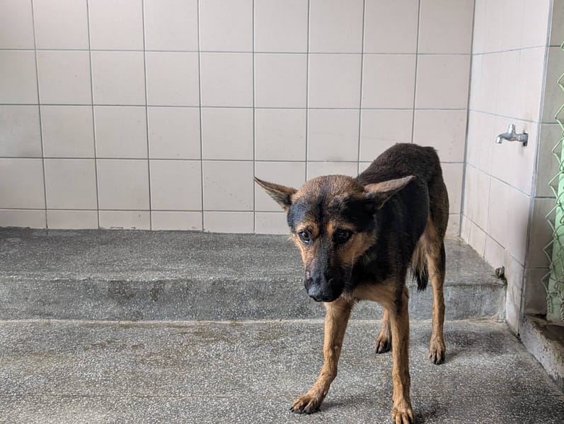 【待認養】混種犬 狗 (男生) - 高雄市燕巢動物保護關愛園區