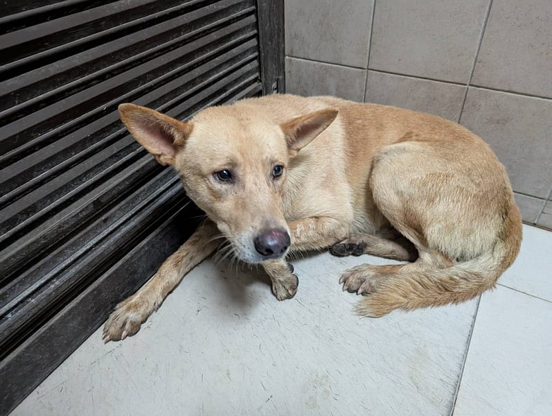【待認養】混種犬 狗 (男生) - 高雄市燕巢動物保護關愛園區