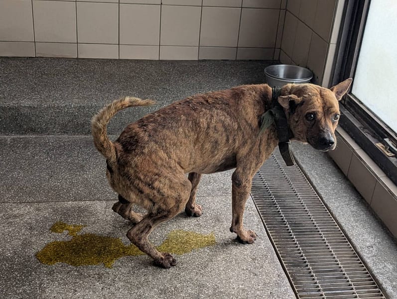 【待認養】混種犬 狗 (男生) - 高雄市燕巢動物保護關愛園區