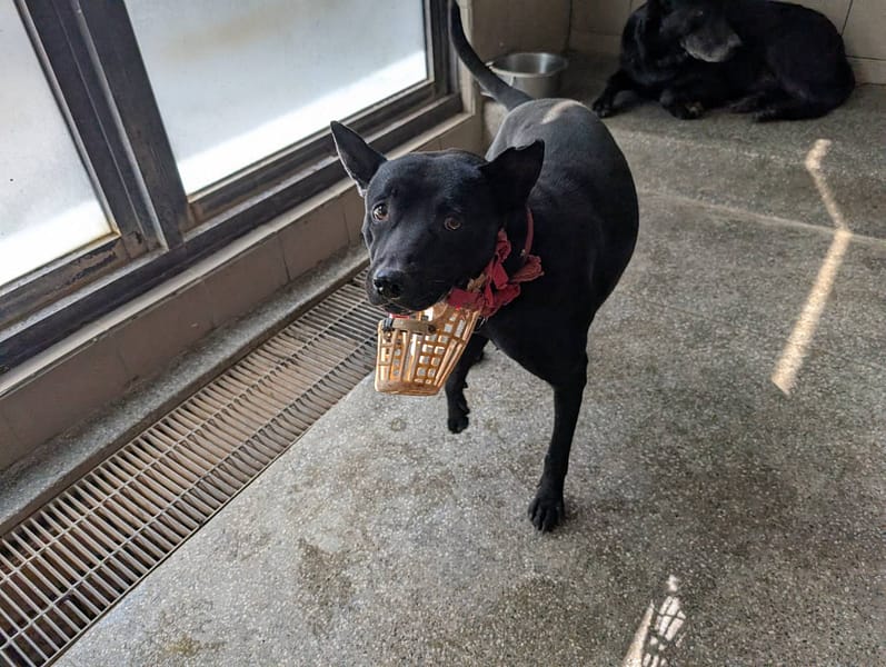 【待認養】混種犬 狗 (男生) - 高雄市燕巢動物保護關愛園區