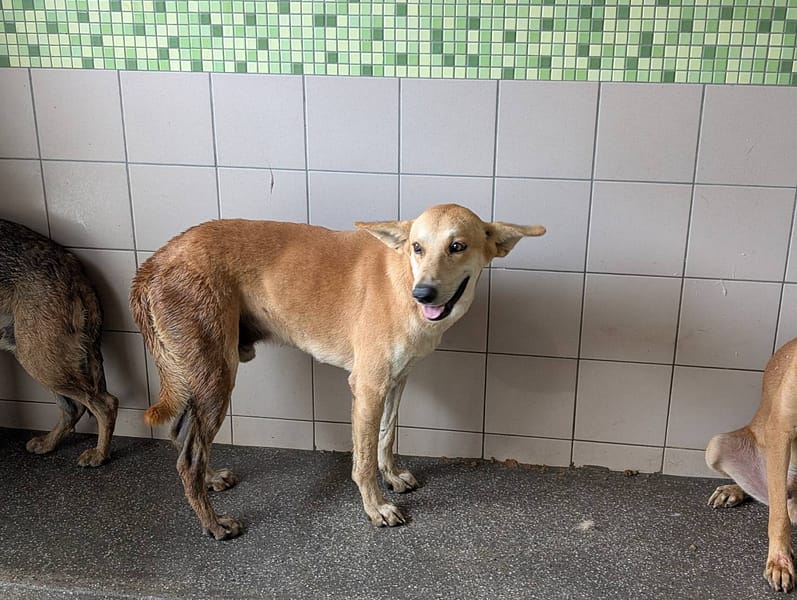 【待認養】混種犬 狗 (男生) - 高雄市燕巢動物保護關愛園區