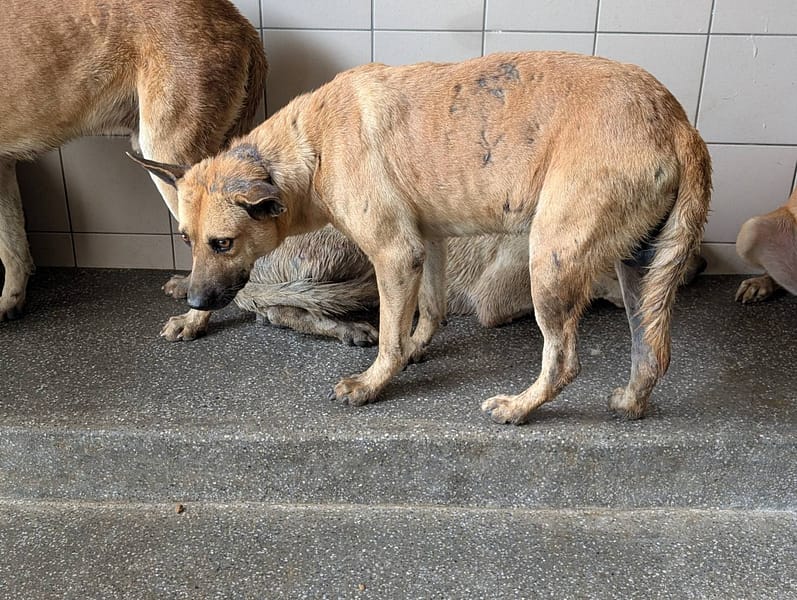 【待認養】混種犬 狗 (男生) - 高雄市燕巢動物保護關愛園區