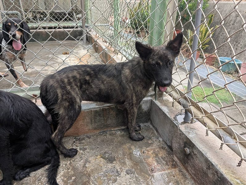 【待認養】混種犬 狗 (男生) - 高雄市燕巢動物保護關愛園區