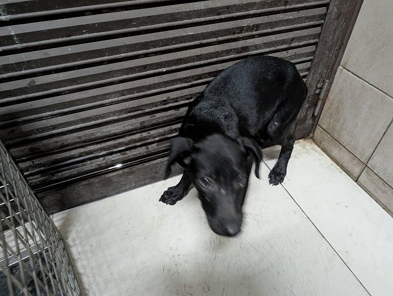 【待認養】混種犬 狗 (男生) - 高雄市燕巢動物保護關愛園區