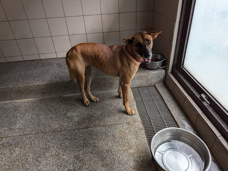 【待認養】混種犬 狗 (女生) - 高雄市燕巢動物保護關愛園區