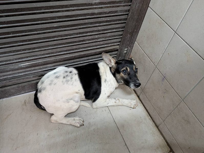【待認養】混種犬 狗 (女生) - 高雄市燕巢動物保護關愛園區