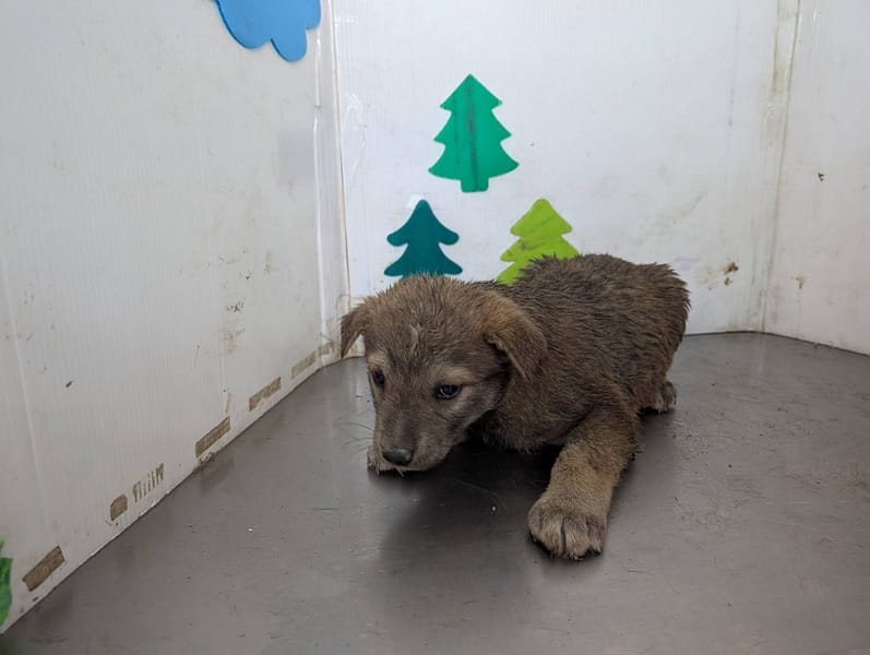 【待認養】混種犬 狗 (男生) - 高雄市燕巢動物保護關愛園區
