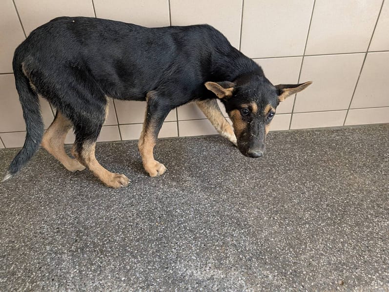 【待認養】混種犬 狗 (女生) - 高雄市燕巢動物保護關愛園區