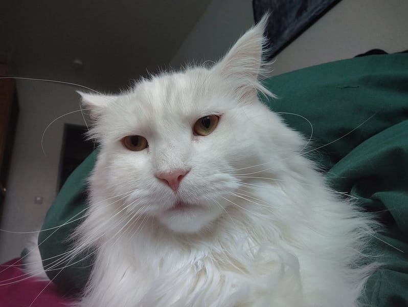 東森寵物雲股份有限公司善化光復分公司