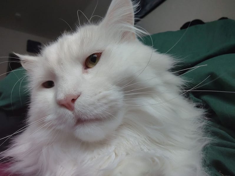 謝謝妮寵物美坊