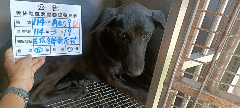 【待認養】混種犬 狗 (男生) - 雲林縣流浪動物收容所