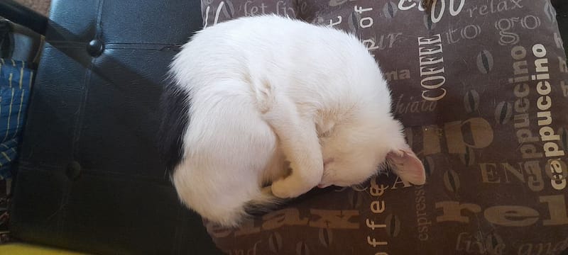 傑生寵物生活館