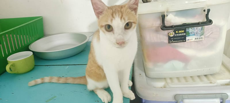 【待認養】混種貓 貓 (男生) - 新北市新店區公立動物之家