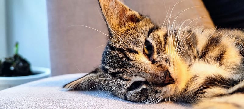 月亮糖糖喵樂園