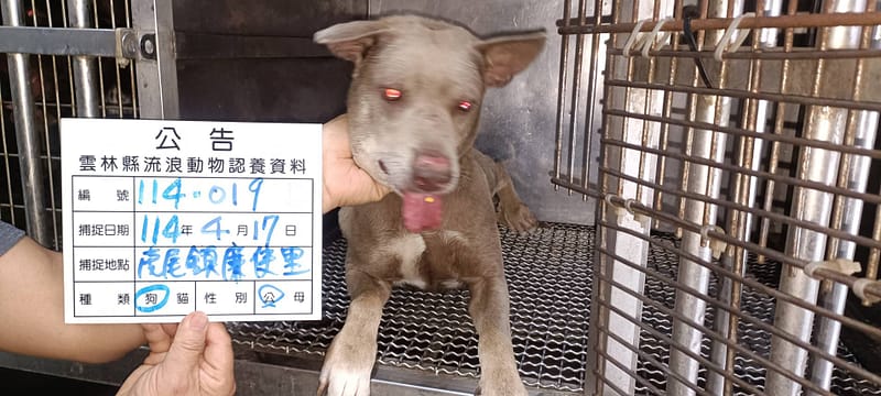 【待認養】混種犬 狗 (男生) - 雲林縣流浪動物收容所