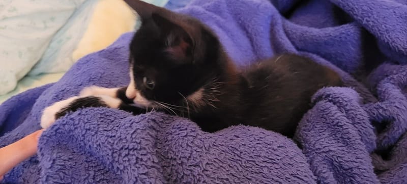 毛腳印寵物美容