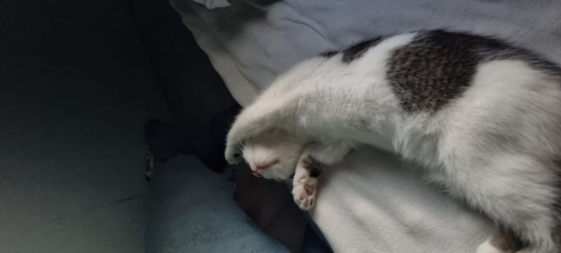 狗與貓寵物生活館