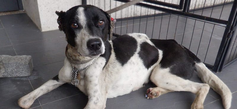 【待認養】混種犬 狗 (女生) - 南投縣公立動物收容所