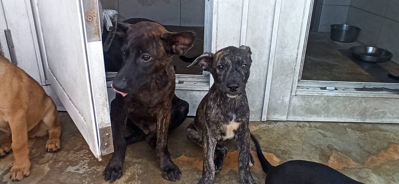 【待認養】混種犬 狗 (男生) - 金門縣動物收容中心