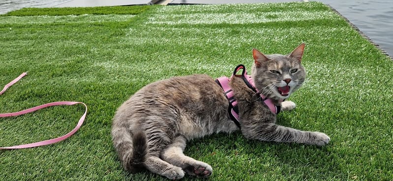 來旺旺寵物用品有限公司