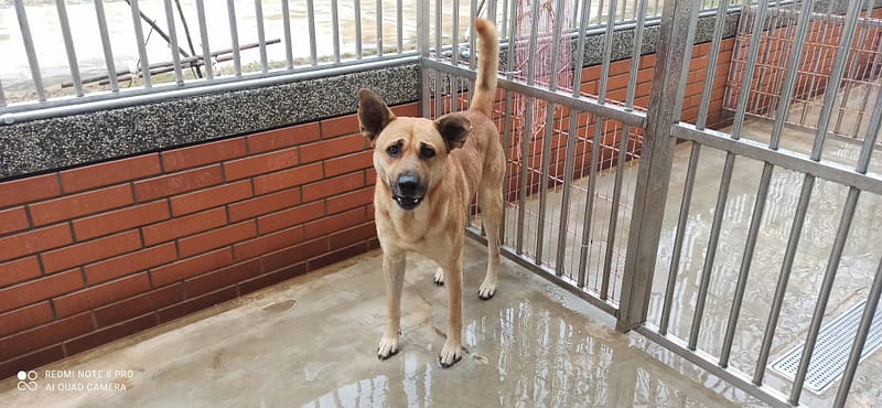 【待認養】混種犬 狗 (男生) - 金門縣動物收容中心