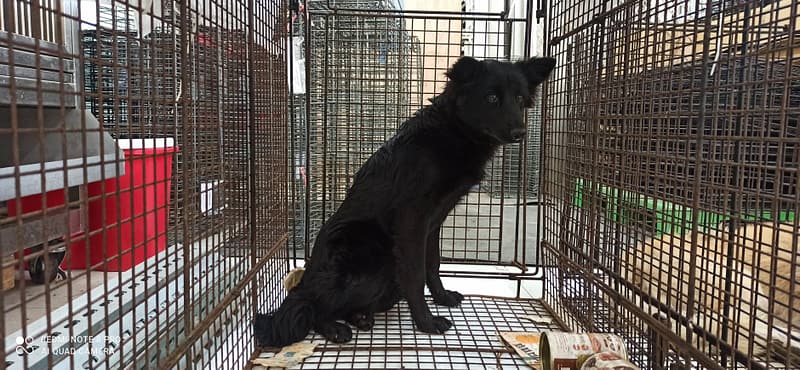 【待認養】混種犬 狗 (女生) - 金門縣動物收容中心