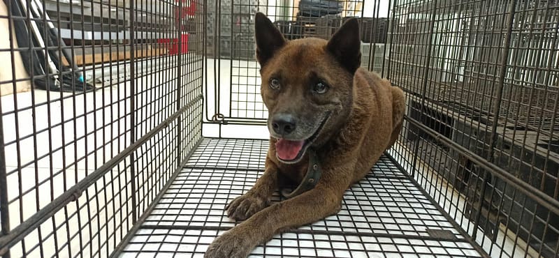 【待認養】混種犬 狗 (男生) - 金門縣動物收容中心