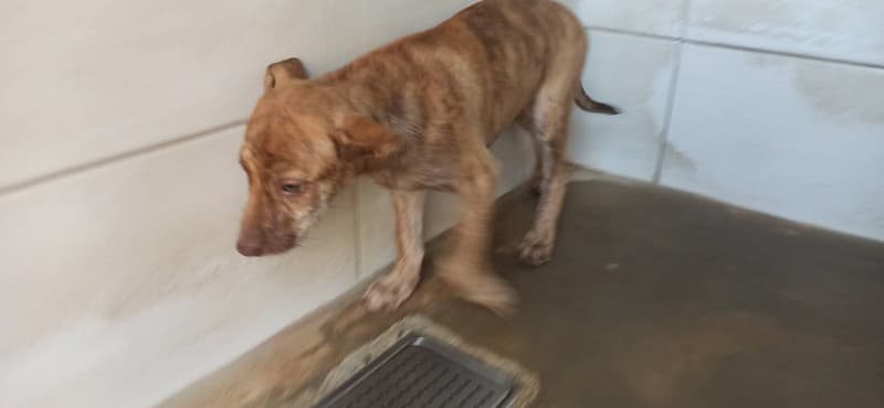 【待認養】混種犬 狗 (男生) - 金門縣動物收容中心