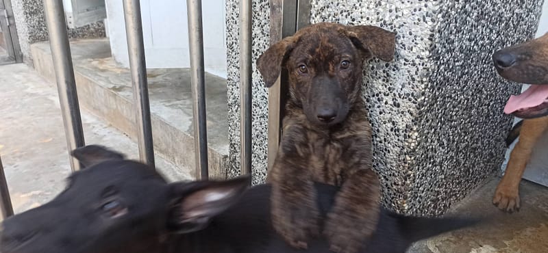 【待認養】混種犬 狗 (女生) - 金門縣動物收容中心